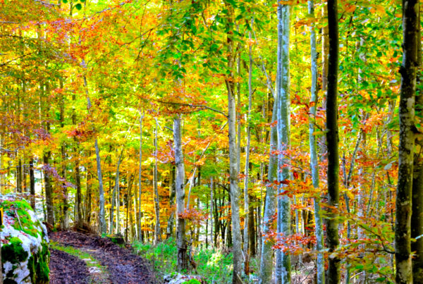 bosco in autunno