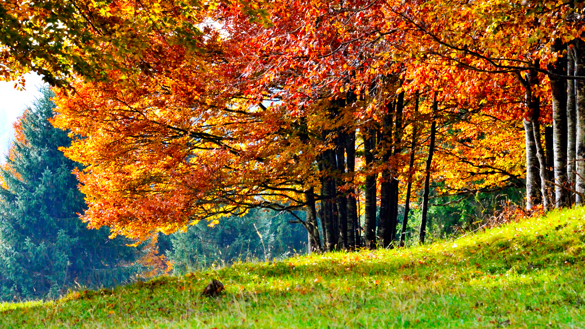 foliage in Valbella