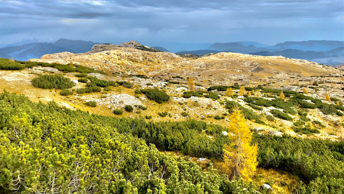 foliage in Ortigara